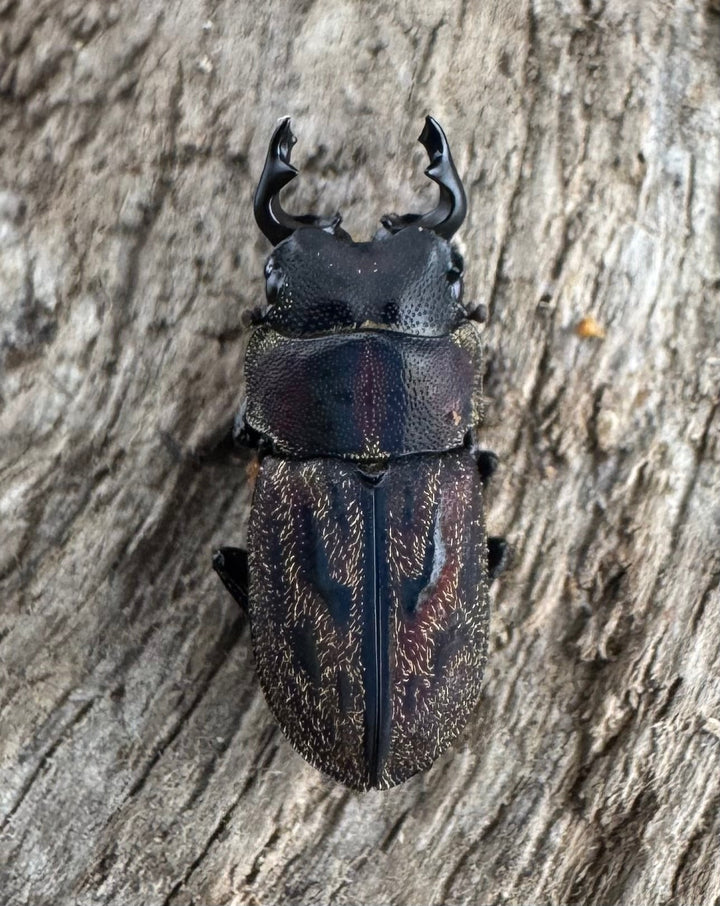 《ペルークワガタ Free ペア》