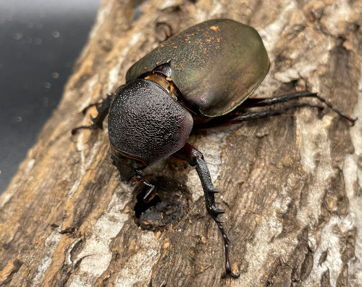 【WD】《ミンダナオアトラスオオカブト 90mmUP ペア》②