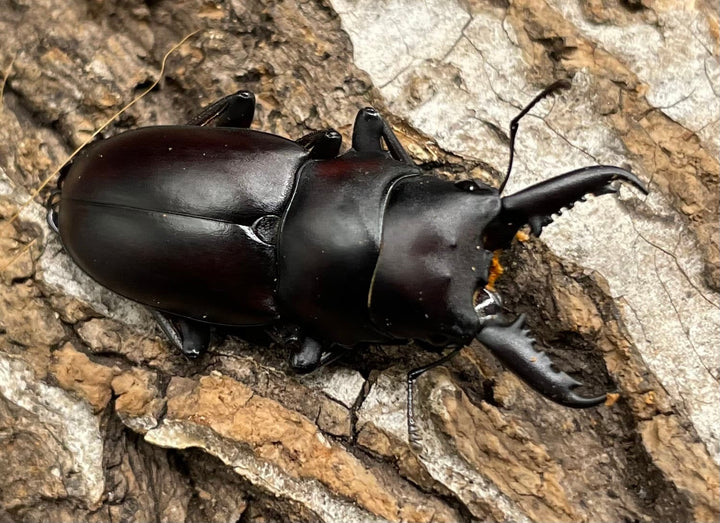 【WD】《ゲルツルードノコギリ 37mm ペア》