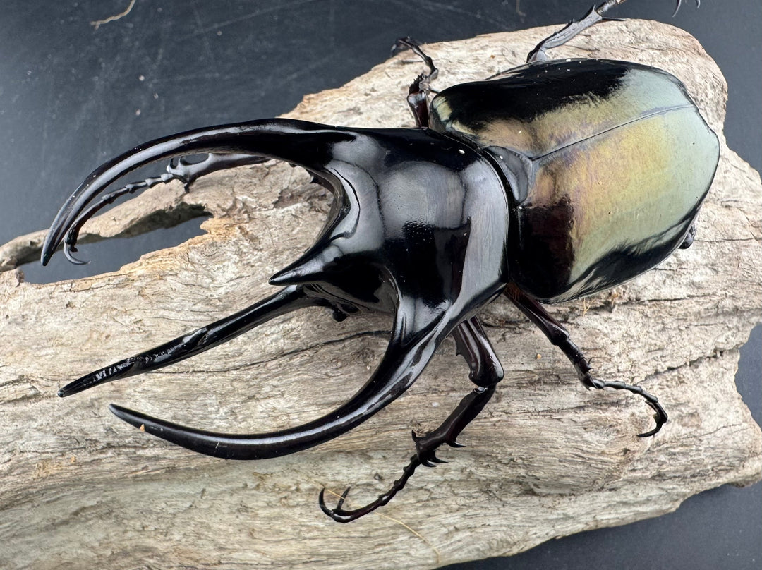 【WD】《ジャワコーカサスオオカブト 102mm ペア》