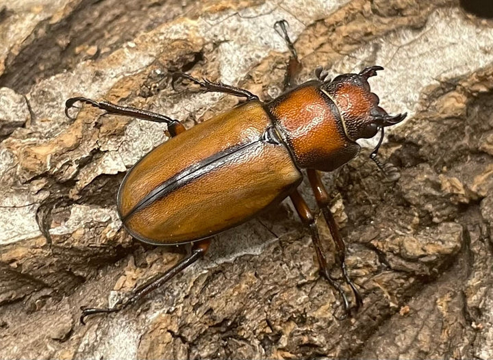 【WD】大型大歯《アラガールホソアカ 55mmUP ペア》