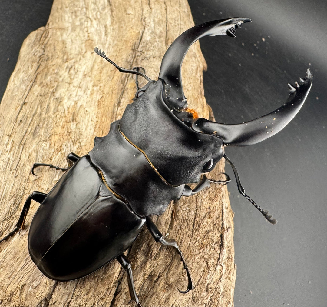 【WD】大型《アルケスツヤクワガタ 92mm ペア》