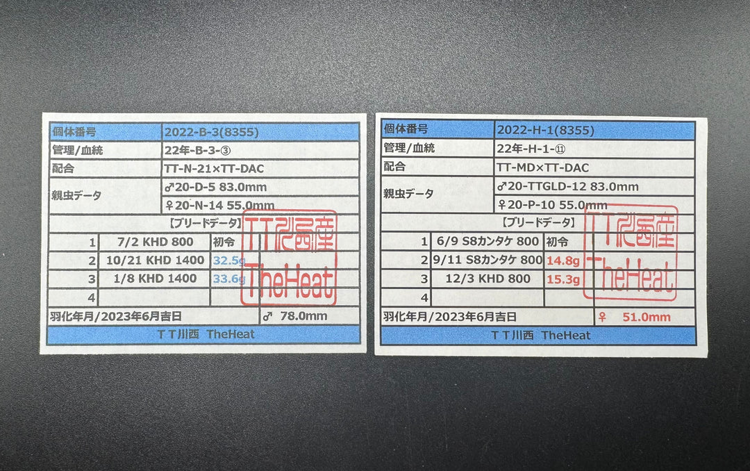 《オオクワガタ 川西血統 78mm ペア》ヒート氏ブリード個体