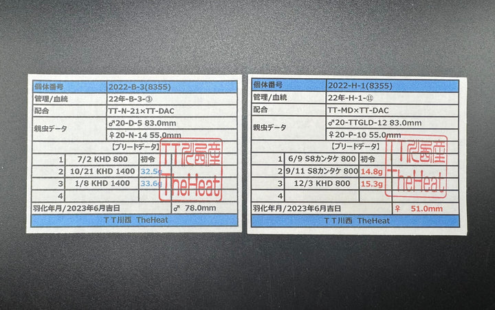 《オオクワガタ 川西血統 78mm ペア》ヒート氏ブリード個体
