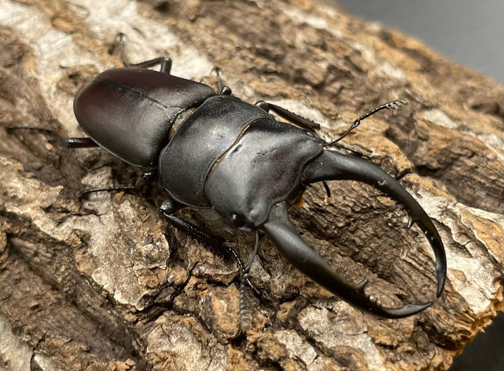 【WD】《グラキリスノコギリヒラタクワガタ 52mm ペア》