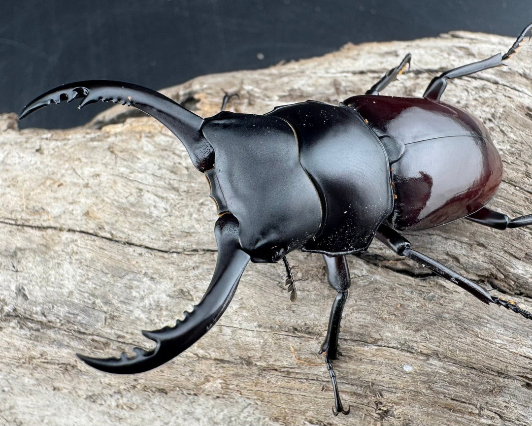 【WD】《アローコクワ原名亜種 臨滄市産 59.5mm ペア》