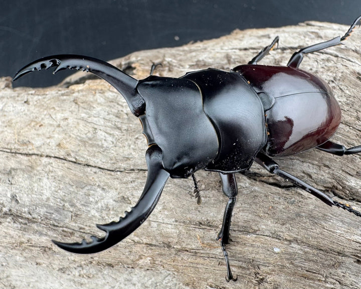 【WD】《アローコクワ原名亜種 臨滄市産 59.5mm ペア》