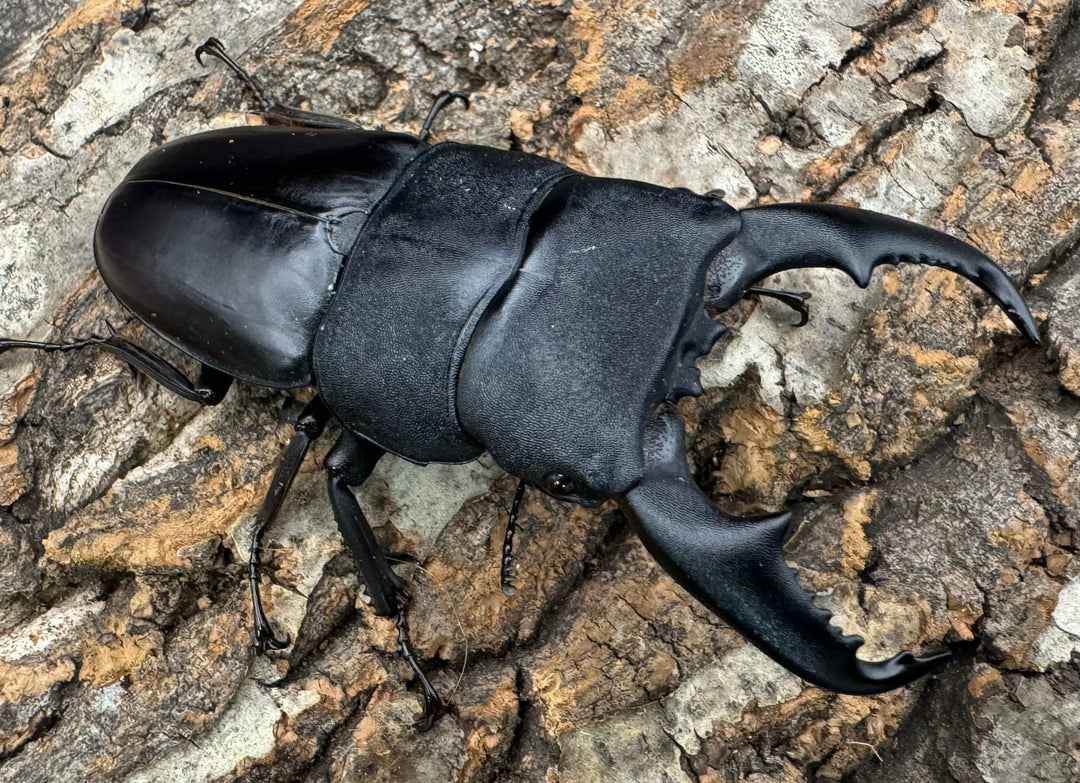 【WF1】即ブリ《マリンドッケヒラタ 88mm ペア》