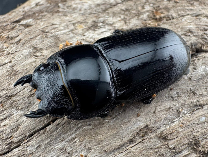 【WD】《アルキデスヒラタ ベンクール産 31mm ♀単》