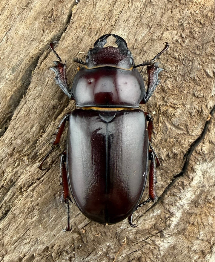 《カプレオルスミヤマクワガタ 37mm ペア》