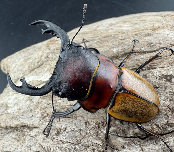 【WD】《ゾンメルツヤクワガタ 57.5mm ペア》