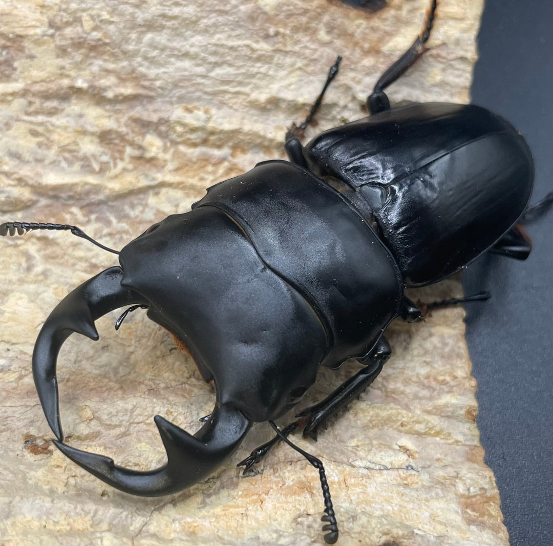 《インドグランディス亜種moriyai Garda95.0血統 79mm ペア》