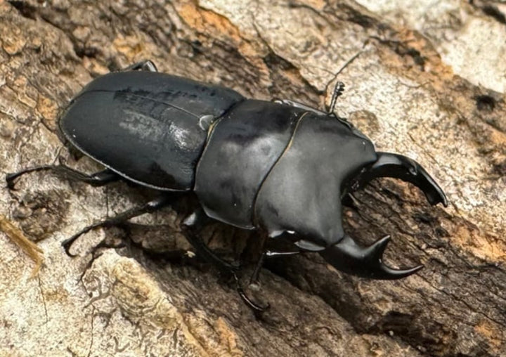 ラスト1セット【WF2】《メタドルクス ロトゥンダトゥス 幼虫3頭セット》