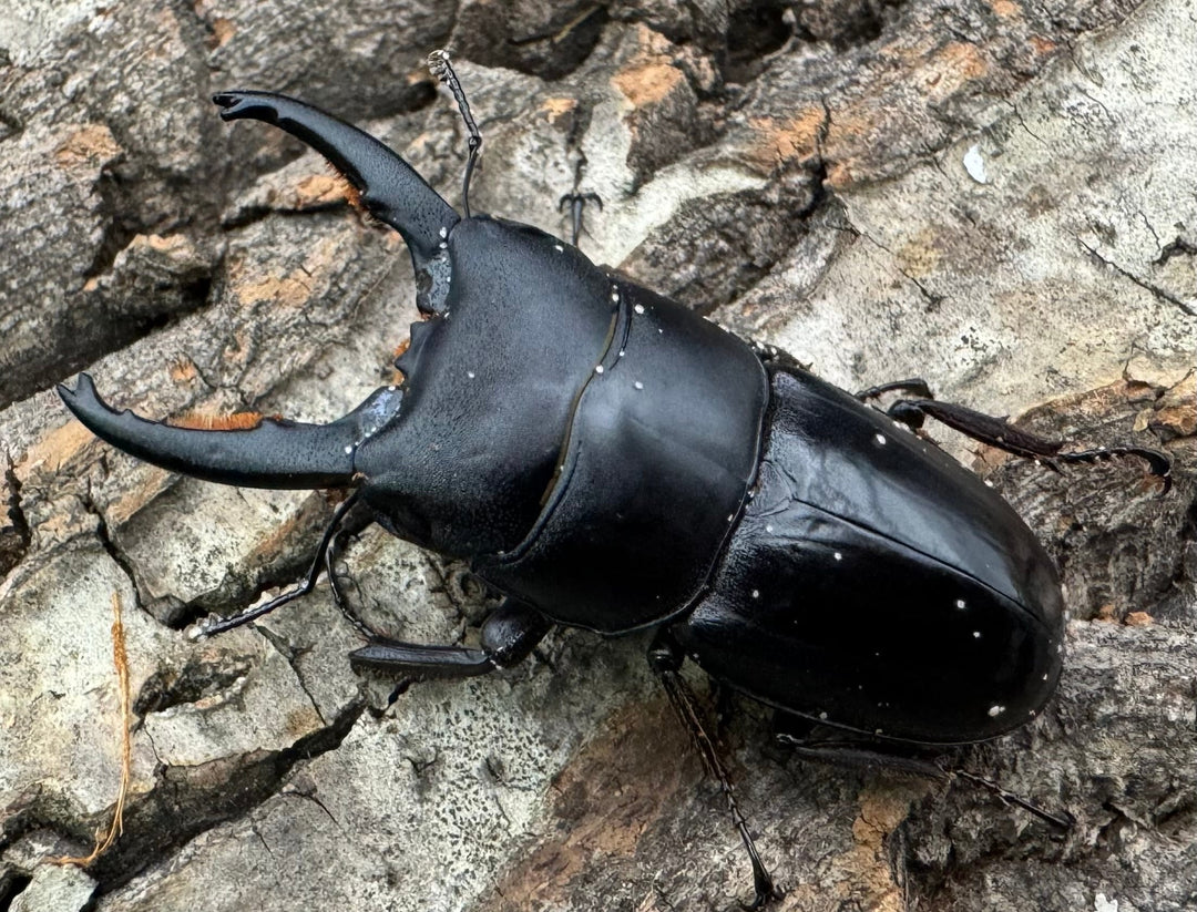 特別特価!!【WD】《タウルスヒラタ ジャワ亜種 ペア》