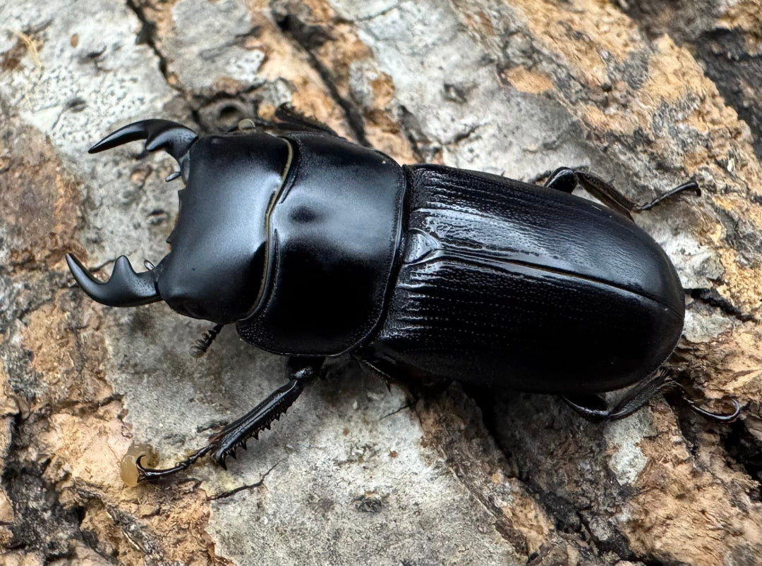 【WD】《ヒルティコルニス ssp. 31mm ペア》