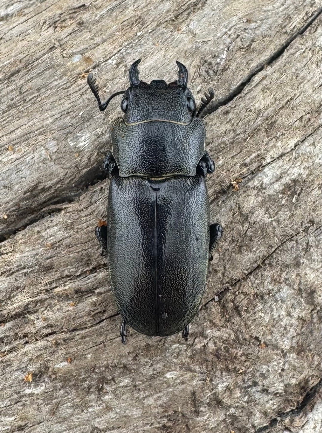 【WD】《メタリフェルホソアカ亜種finae 91mm ペア》