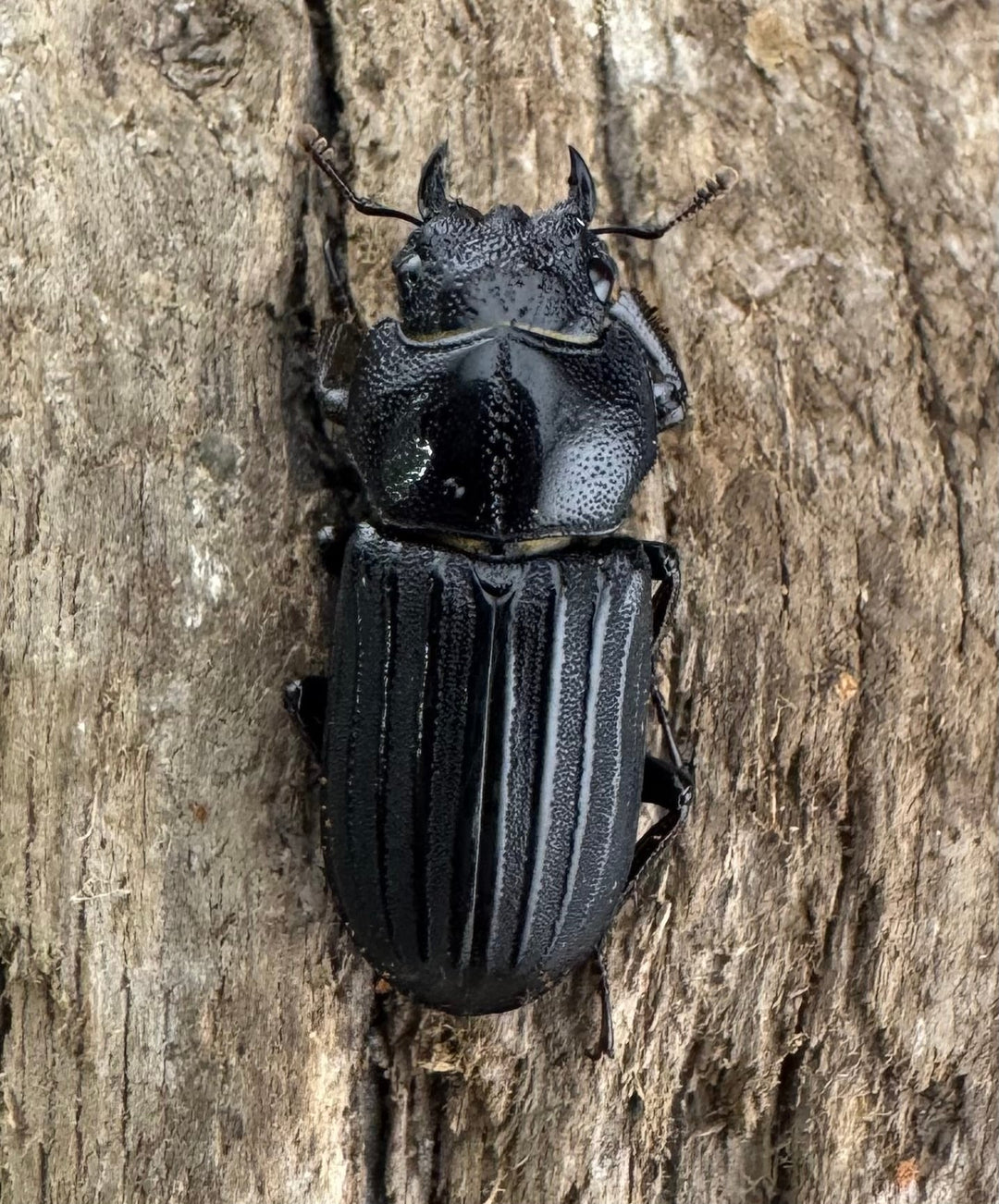 【WD】《アカヘリセスジ 28mm ペア》