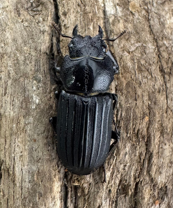 【WD】《アカヘリセスジ 28mm ペア》