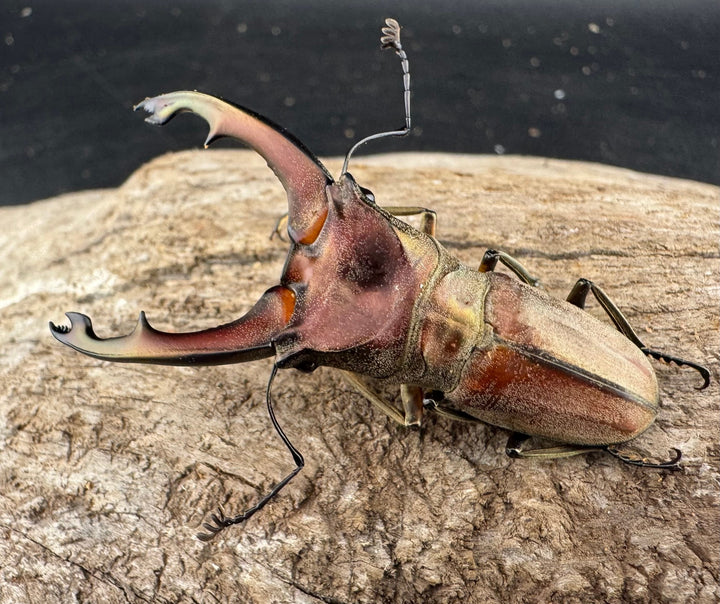 【WD】大型《ズベールホソアカ マラグサン産 52.5mm ペア》