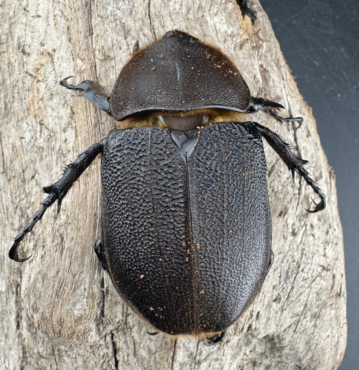 《ヘラクレス・ヘラクレス 148.5mm ペア》