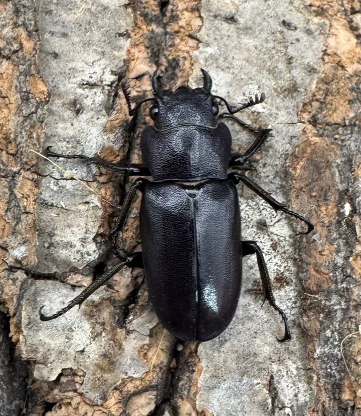 【美麗】《メタリフェルホソアカ 83mm ペア》わたくわ氏ブリード個体