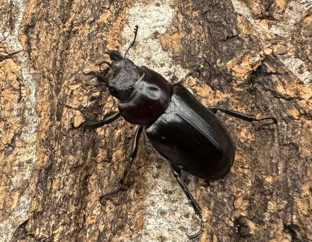 先取り移転オープン記念特価!!【WD】2021年新種《モーミヤマクワガタ Free ♀単》