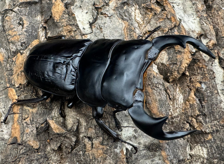 《インドアンタエウス タイガーヒル産 74mm ペア》