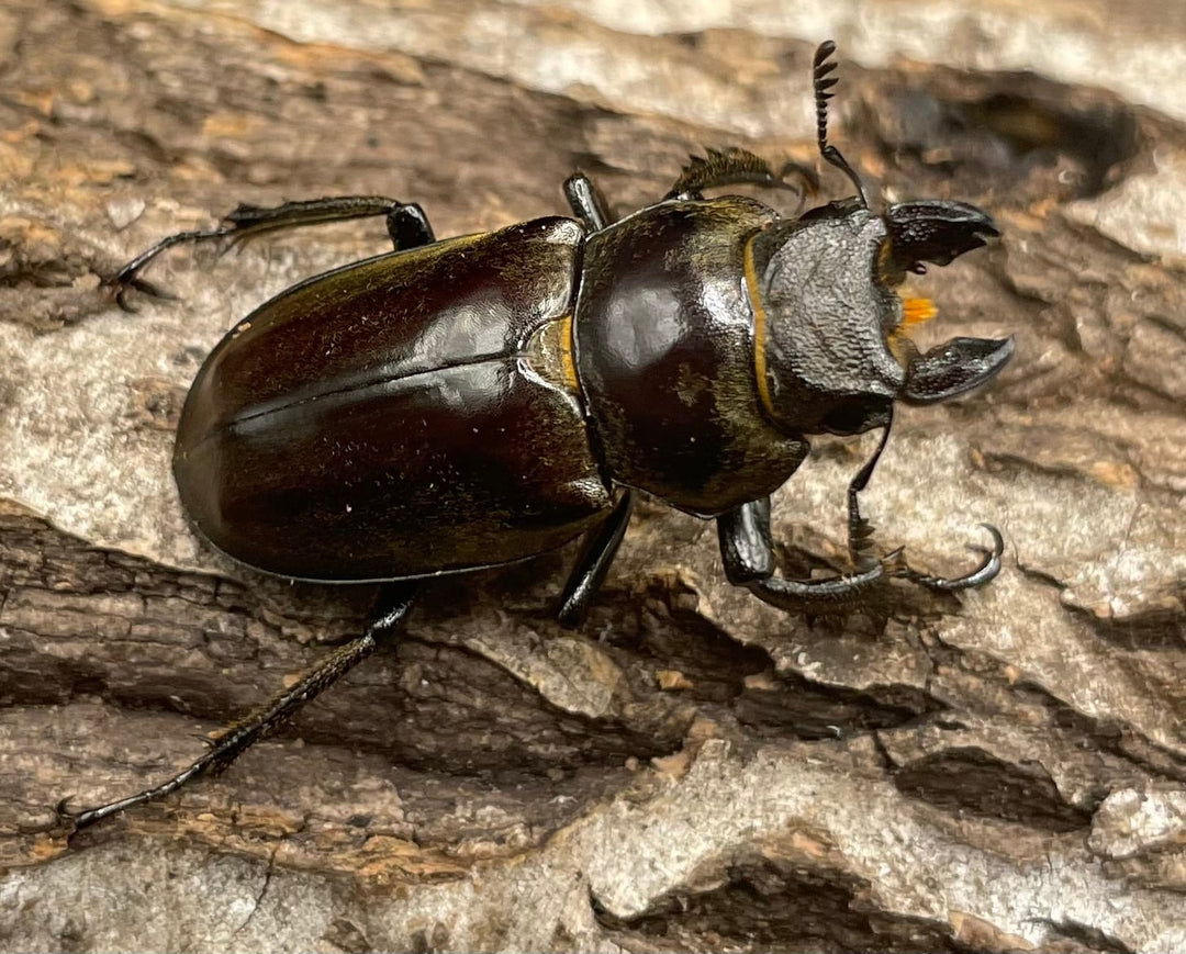 【WD】超貴重《ディルクミヤマクワガタ 50mm ペア》