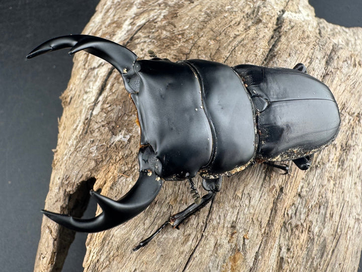 【WD】《クルビデンスオオクワ原名亜種 67mm ペア》