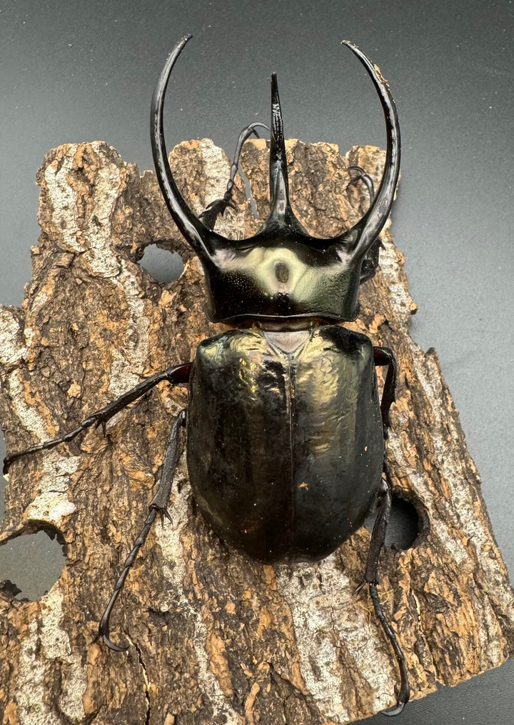 【WD】《ミンダナオアトラスオオカブト 98.5mm ペア》