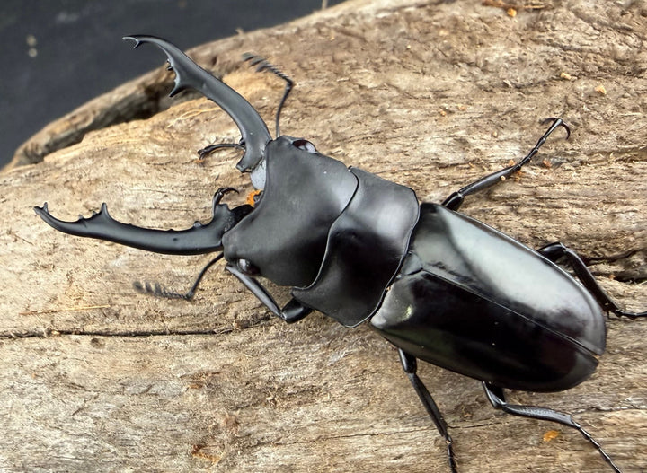 【WD】《ブッダノコギリ原名亜種 40mm ペア》