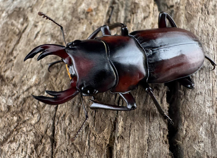 【WD】《アカヘリセスジ 28mm ペア》