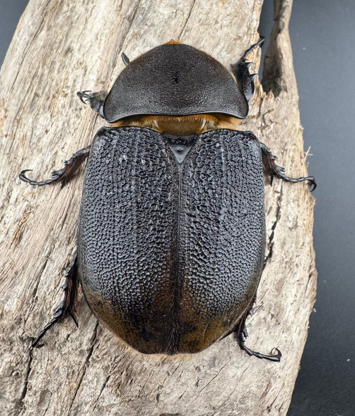 【WD】《ヘラクレス・リッキー コロンビア産 68.5mm ♀単》