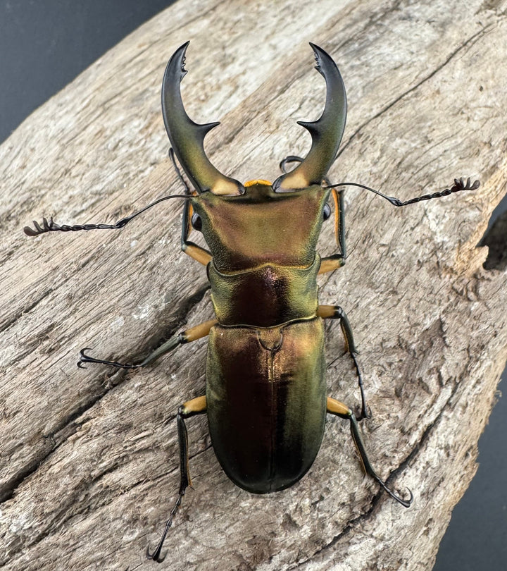 《エラフスホソアカ 52.5mm ペア》