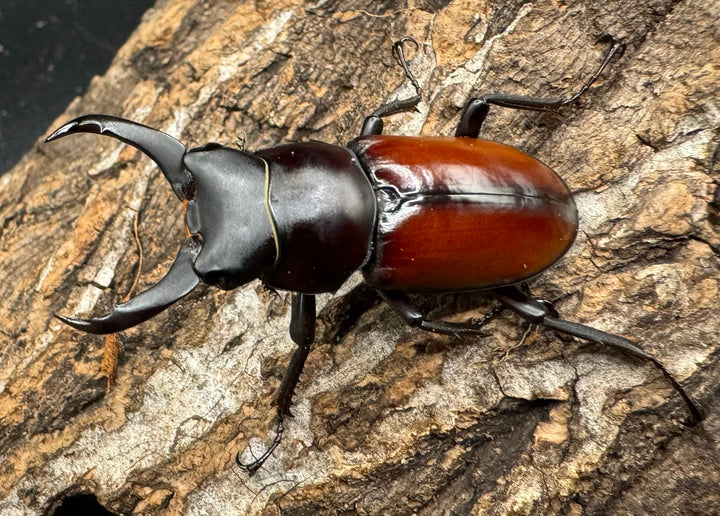 【WD】《マクレイコクワ 44.5mm ペア》