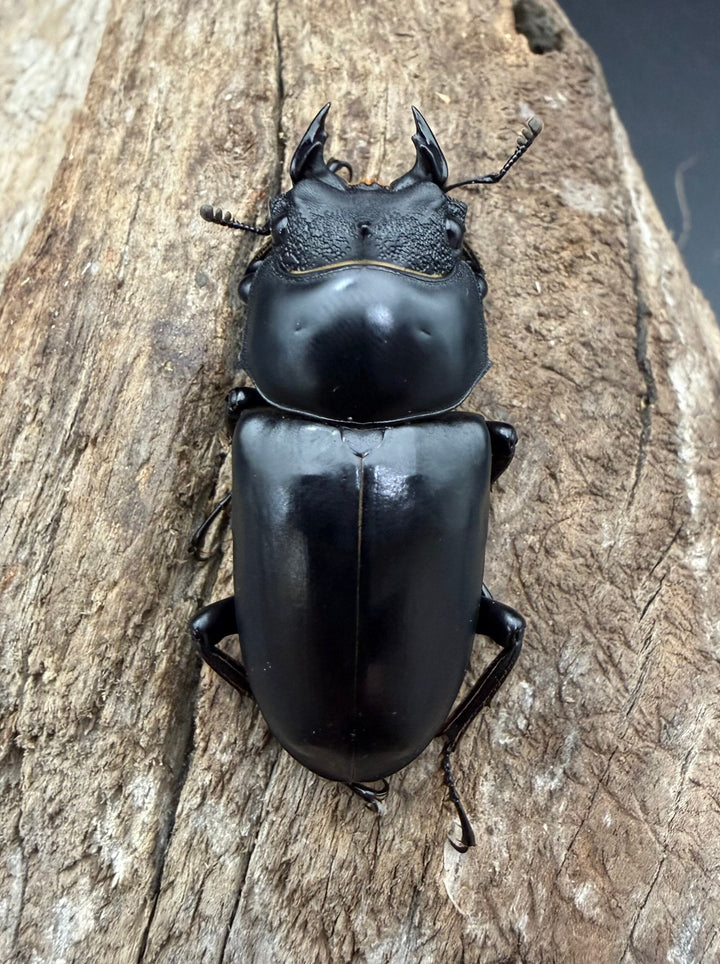 【WD】《ネパレンシス ssp. メトク産 64mm ♂♀♀トリオ》