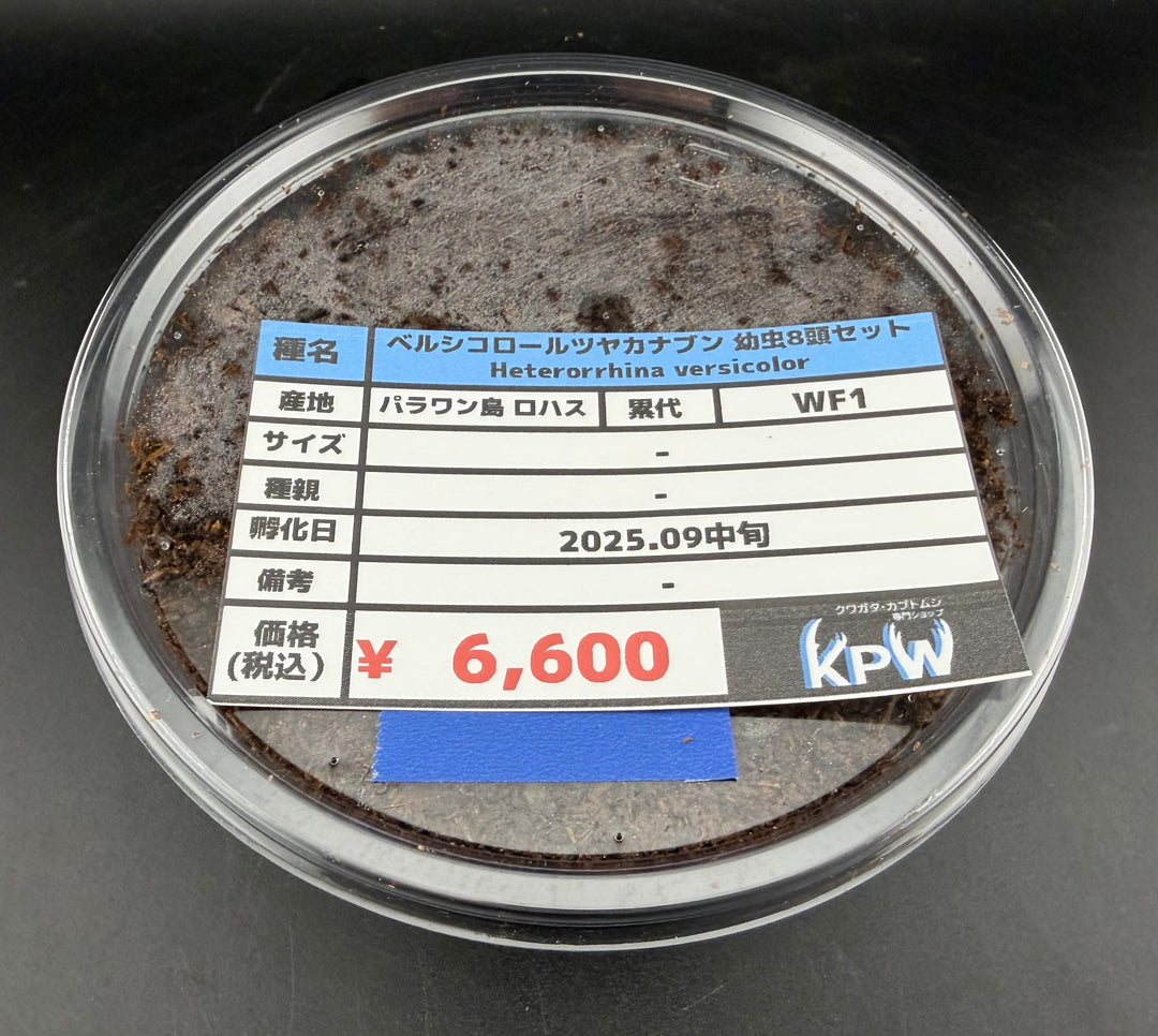 【WF1】《ベルシコロールツヤカナブン ロハス産 幼虫8頭セット》