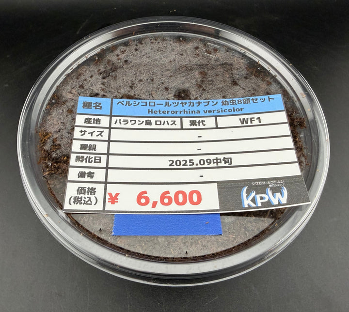 【WF1】《ベルシコロールツヤカナブン ロハス産 幼虫8頭セット》