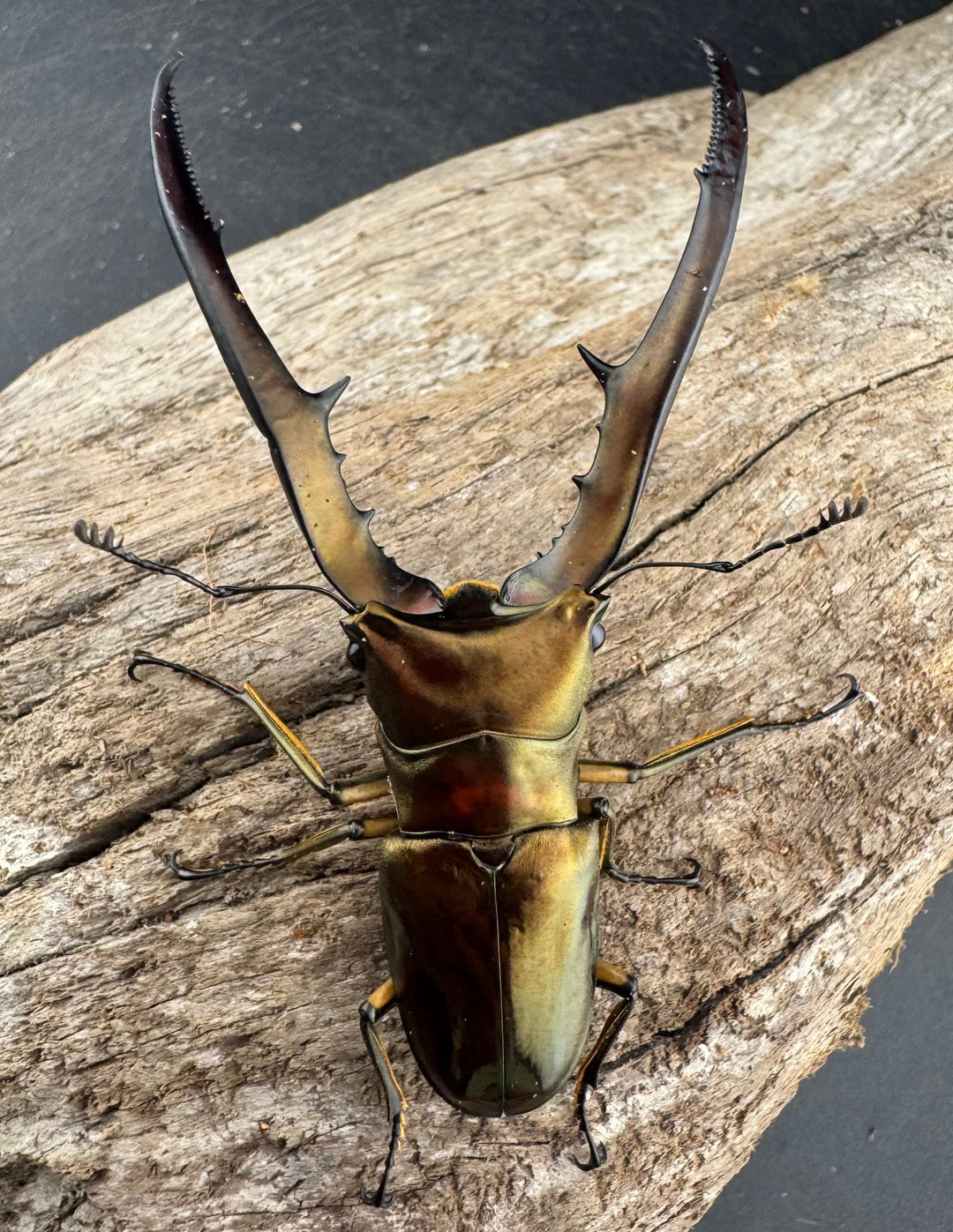 《メタリフェルホソアカ亜種サンギレンシス 72mm ペア》