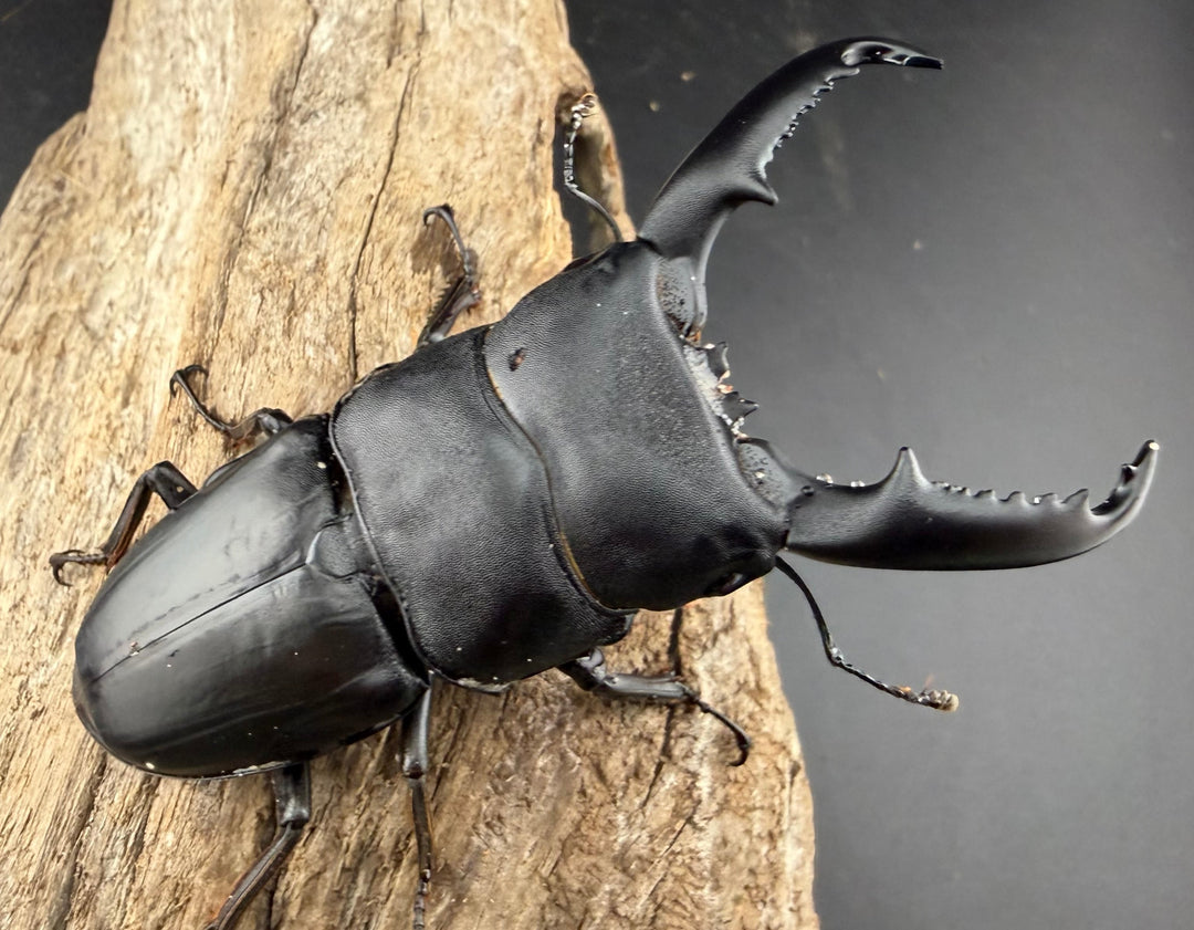 【WD】《ミンダナオヒラタ マラグサン産 85mm ペア》