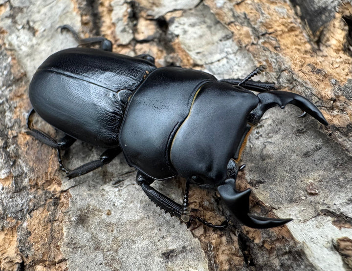 【WD】《ドルクス zhouchaoi（メンシウス ssp.） 34.5mm ペア》