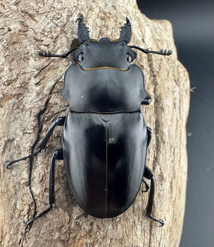 【WD】《アルケスツヤクワガタ 86.5mm ペア》