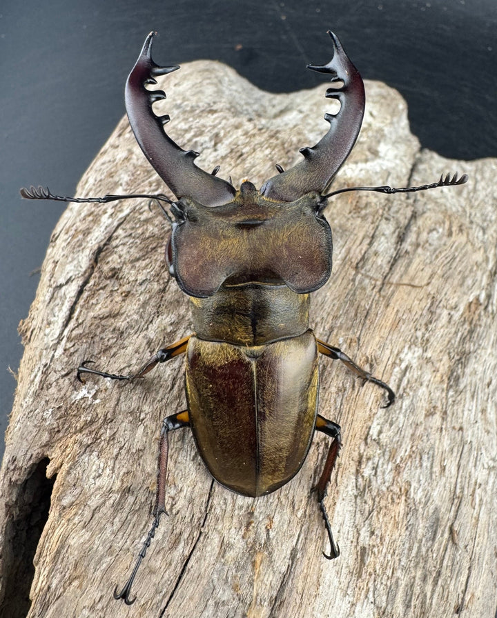 【WD】《ミヤマクワガタ 山形県産 65mm ペア》