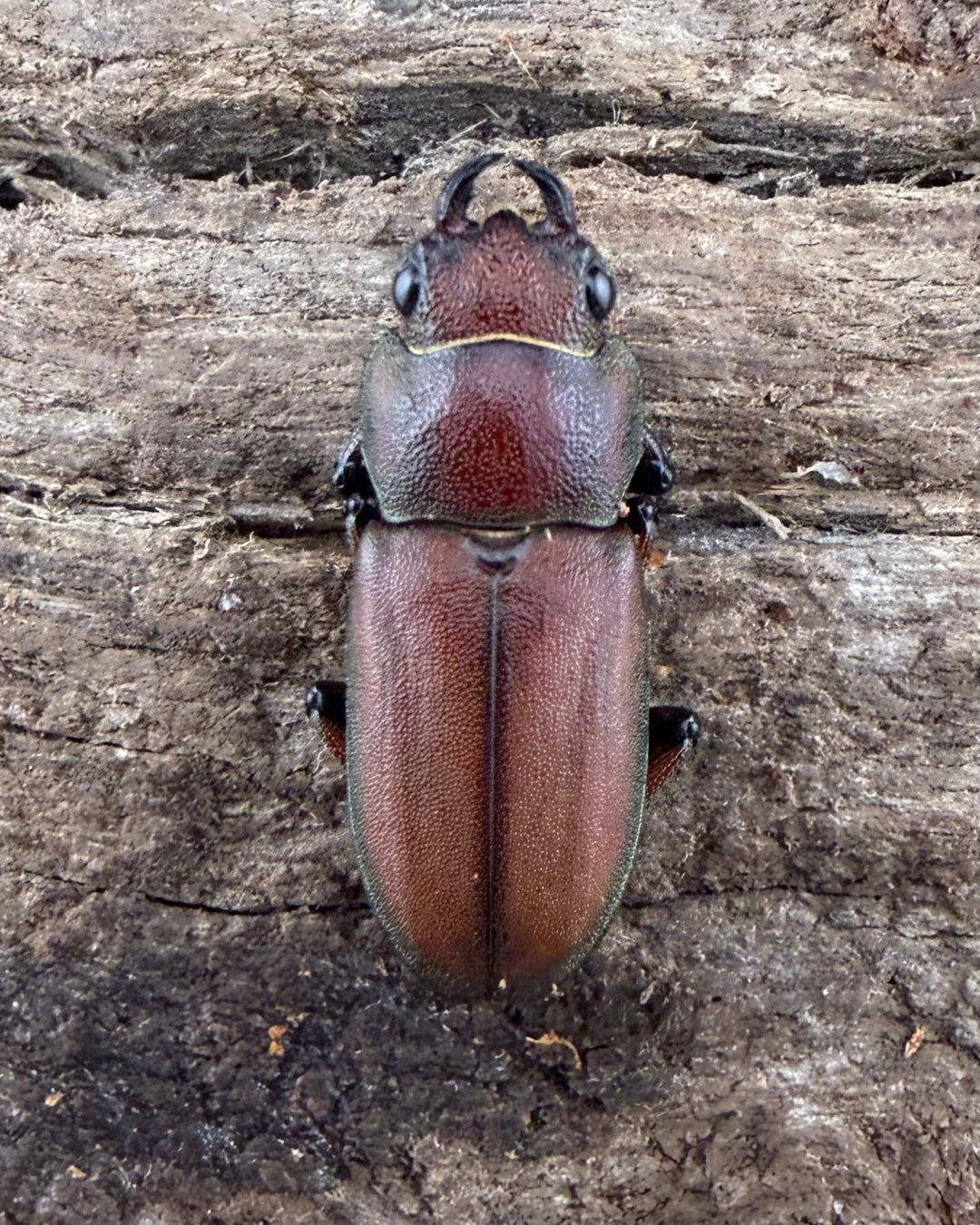 【WD】《スズムラホソアカ ロハス産 38mm ペア》