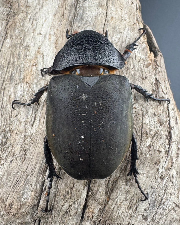 【WD】《ミンダナオアトラスオオカブト マラグサン産 99mm ペア》