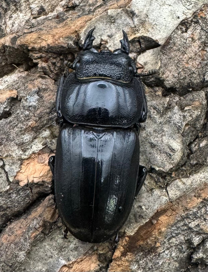 【WD】大型《北カマリネスヒラタ 90mm ペア》