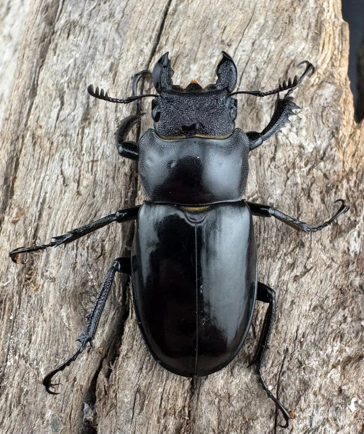 【WD】《シセンミヤマクワガタ 36mm ♂♀♀トリオ》