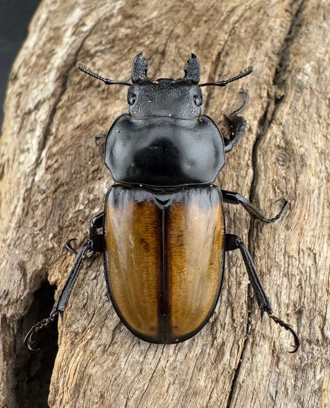 【WD】《ブロッシェルマルバネ Free ♀単》