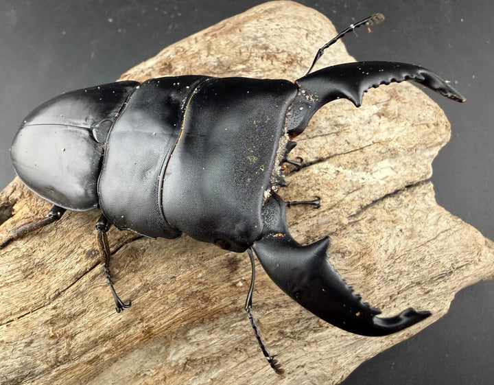 【WD】《スマトラオオヒラタ アチェ産 94mm ペア》