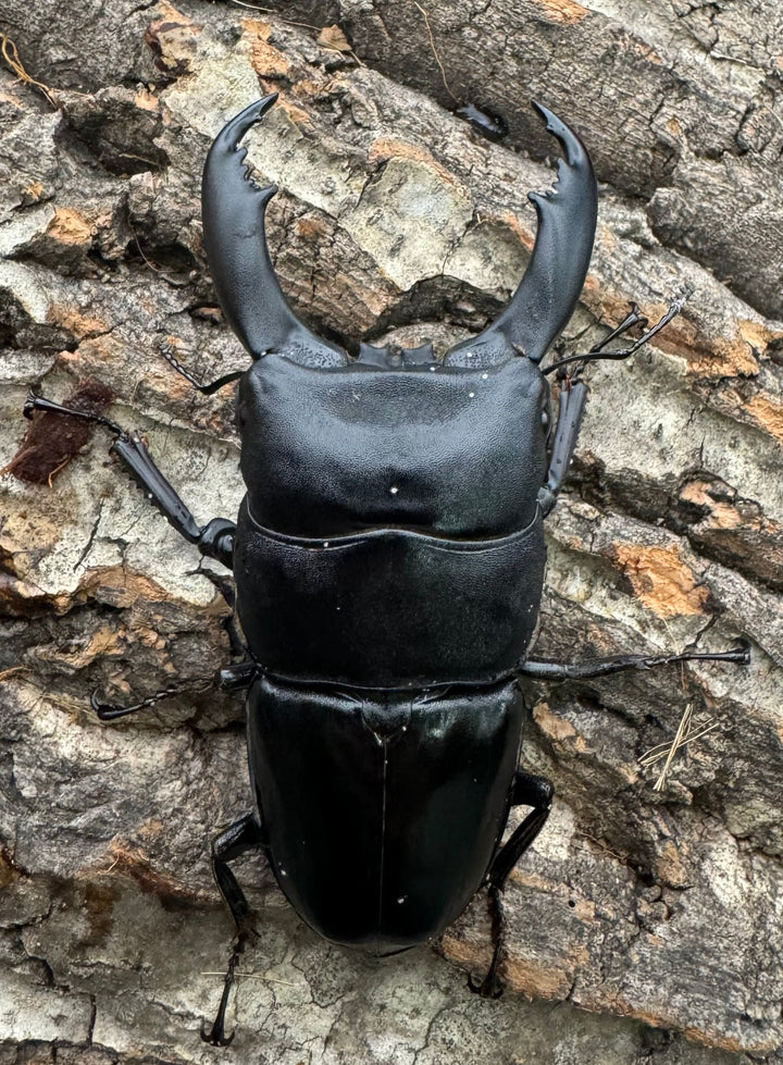 【WD】《北カマリネスヒラタ 83mm ペア》